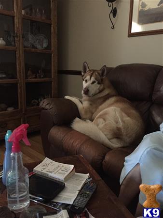 Alaskan Malamute stud dog